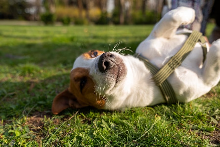 porque cachorro gosta de ficar no sol